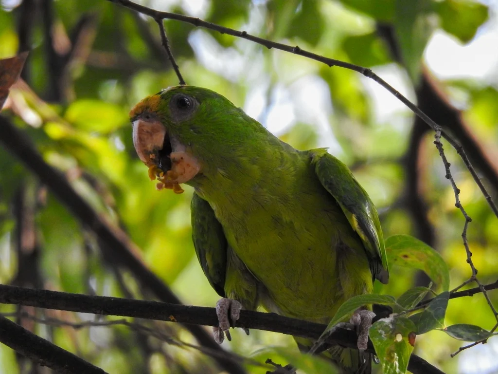 绿鹦哥(Psittacara holochlorus)