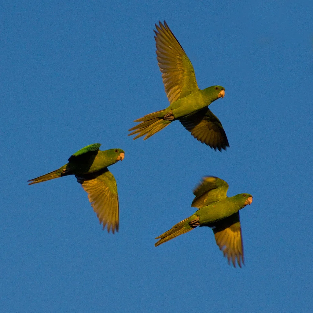 绿鹦哥(Psittacara holochlorus)