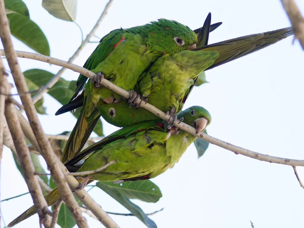 白眼鹦哥(Psittacara leucophthalmus)