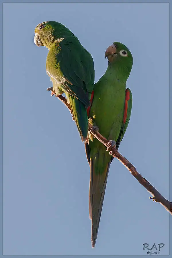 白眼鹦哥(Psittacara leucophthalmus)