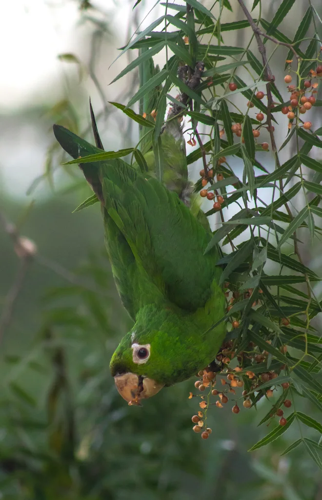 白眼鹦哥(Psittacara leucophthalmus)