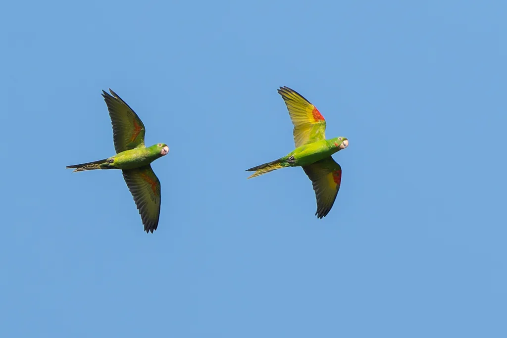 白眼鹦哥(Psittacara leucophthalmus)