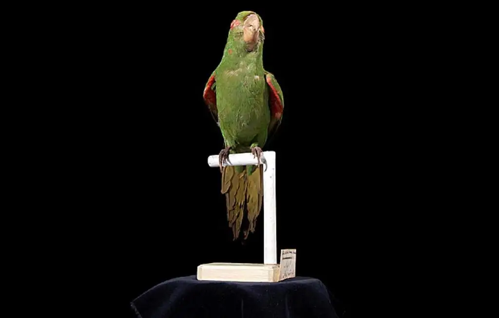 波多黎各鹦鹉（Psittacara maugei）