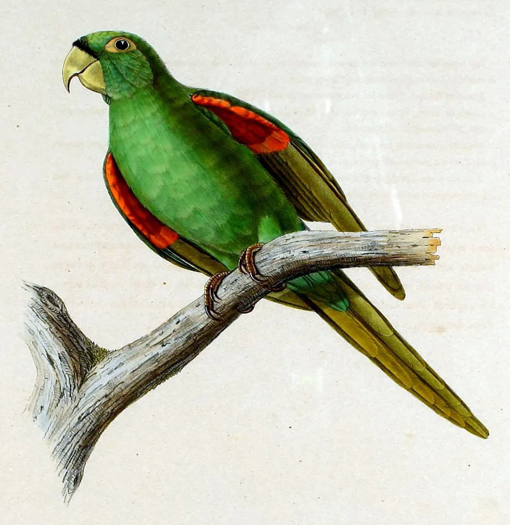 波多黎各鹦鹉（Psittacara maugei）