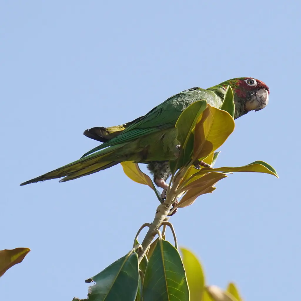 红耳绿鹦哥(Psittacara mitratus)