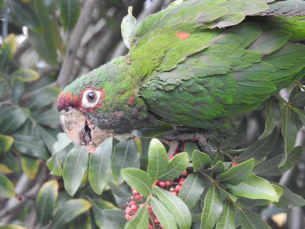 红耳绿鹦哥(Psittacara mitratus)