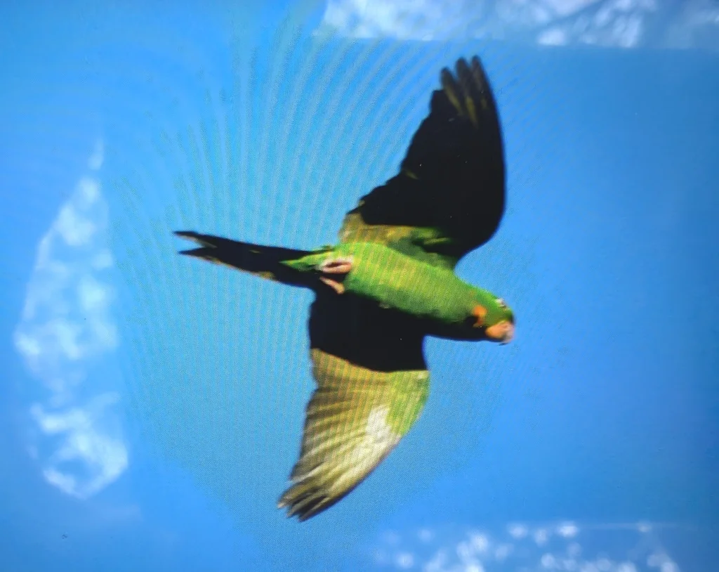 尼加拉瓜绿鹦哥(Psittacara strenuus)
