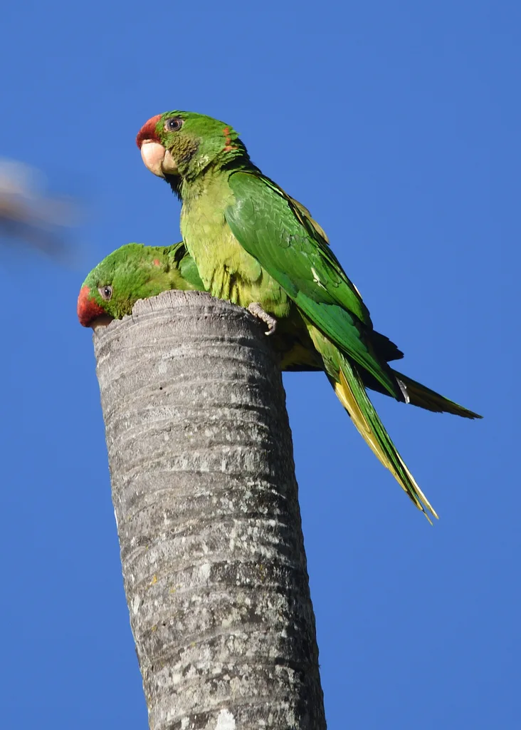 红额鹦哥（Psittacara wagleri）