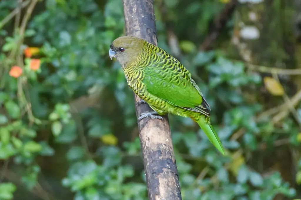 布氏鹦鹉(Psittacella brehmii)