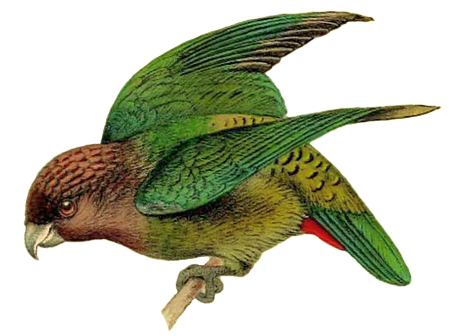 纹背绿鹦鹉（Psittacella madaraszi）