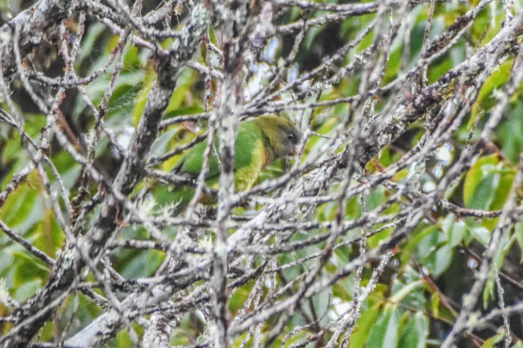 羞怯鹦鹉(Psittacella modesta)
