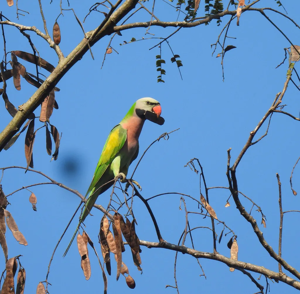 绯胸鹦鹉(Psittacula alexandri)