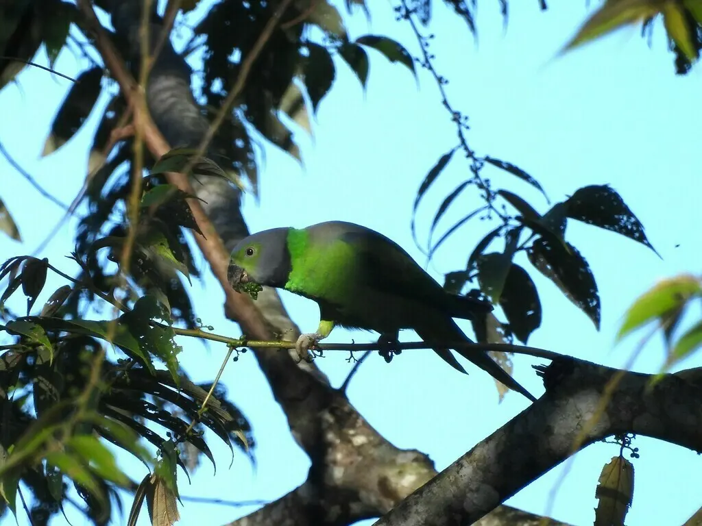 艳绿领鹦鹉(Psittacula calthrapae)