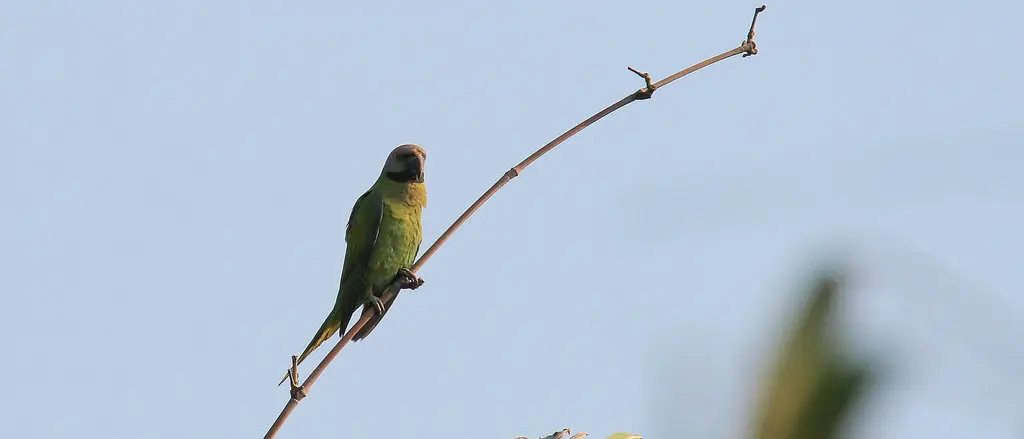 布莱氏鹦鹉（Psittacula caniceps）