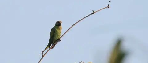 布莱氏鹦鹉