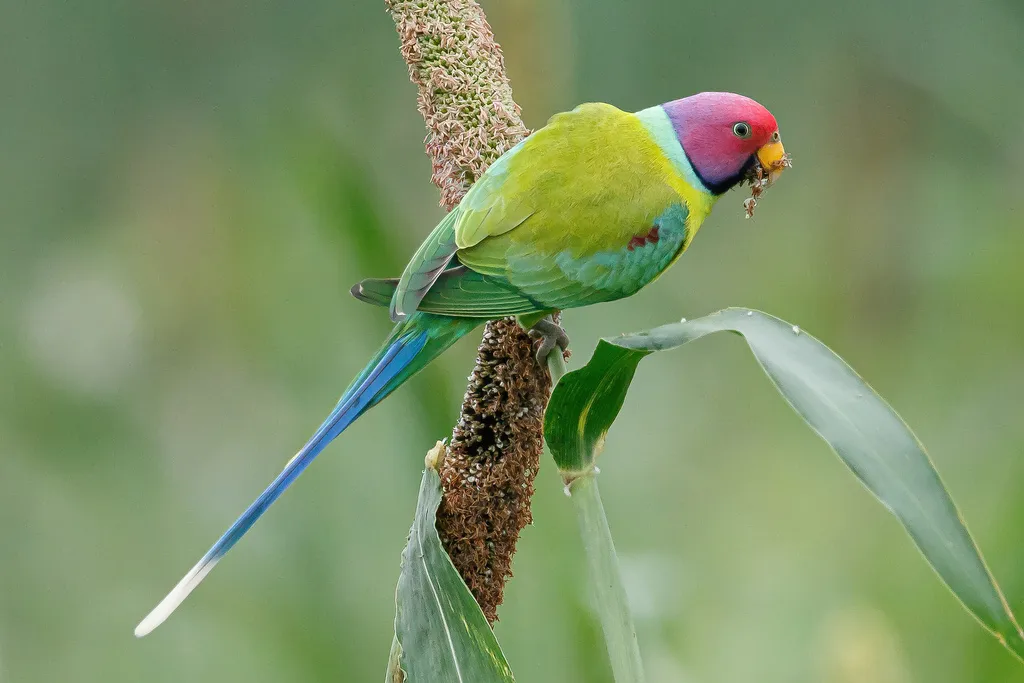 紫头鹦鹉(Psittacula cyanocephala)
