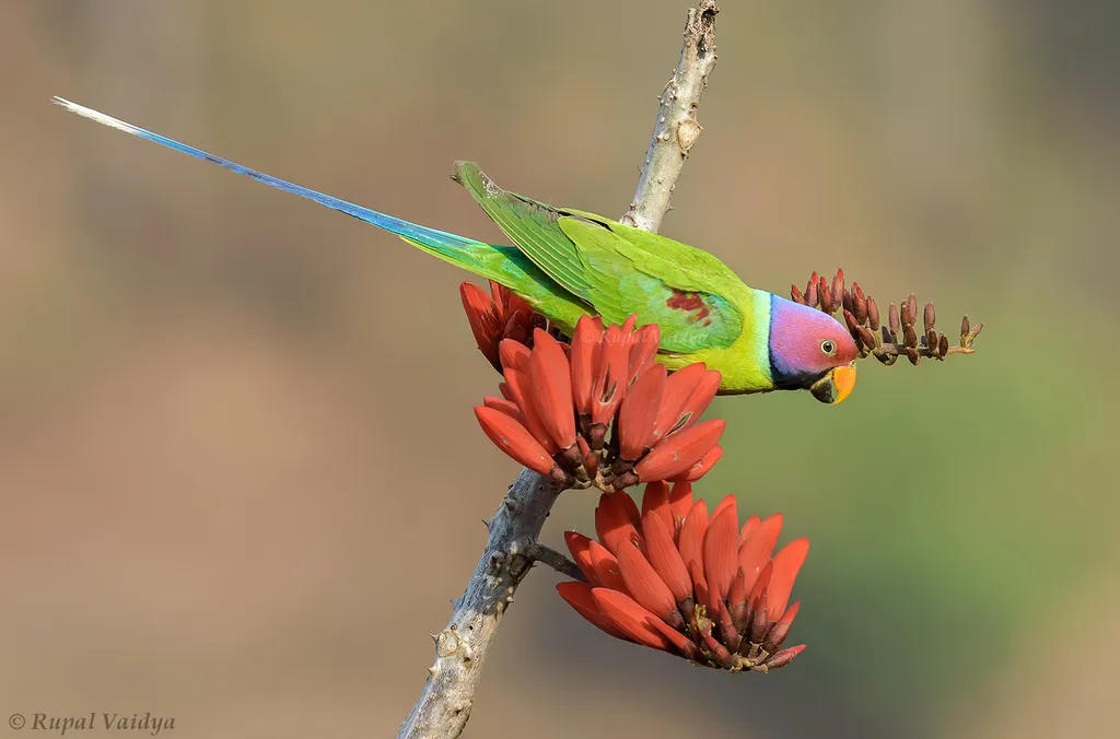 紫头鹦鹉(Psittacula cyanocephala)