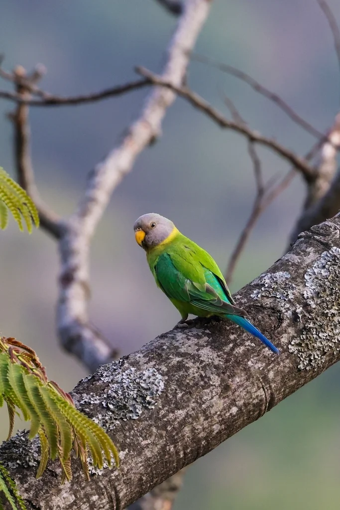 紫头鹦鹉(Psittacula cyanocephala)