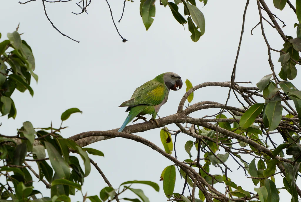 大紫胸鹦鹉(Psittacula derbiana)