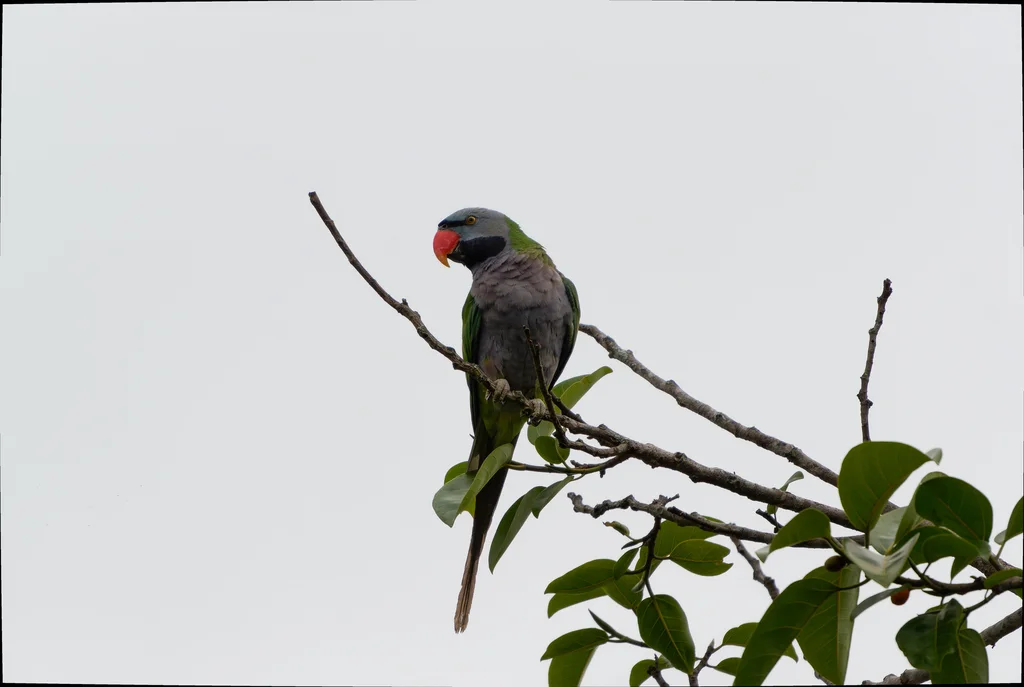 大紫胸鹦鹉(Psittacula derbiana)