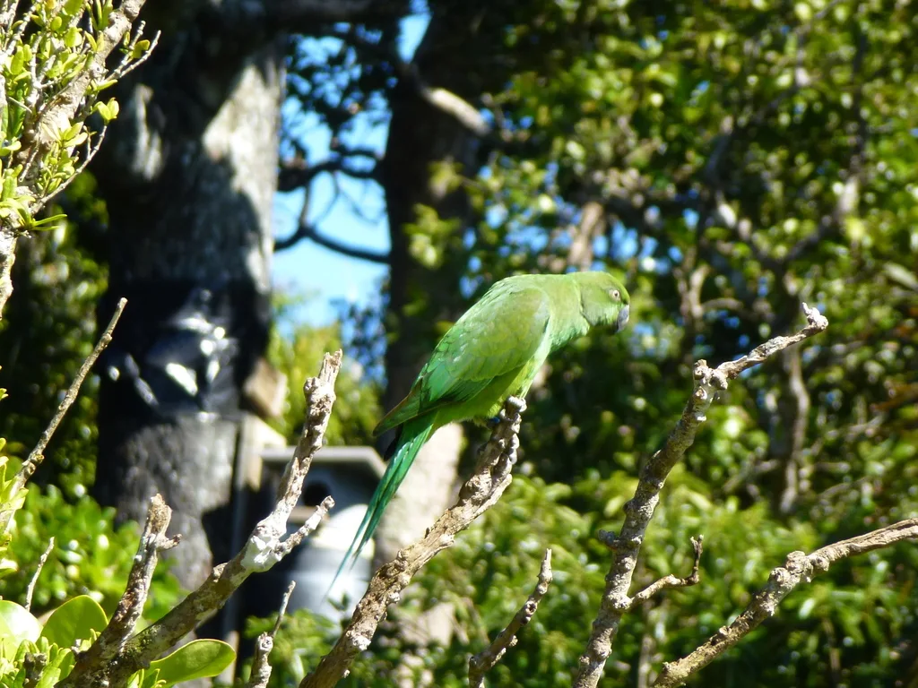 毛里求斯鹦鹉(Psittacula eques)