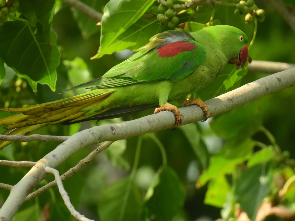 亚历山大鹦鹉(Psittacula eupatria)