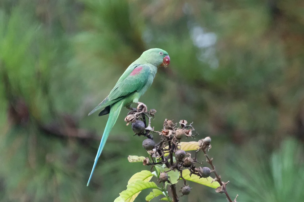亚历山大鹦鹉(Psittacula eupatria)