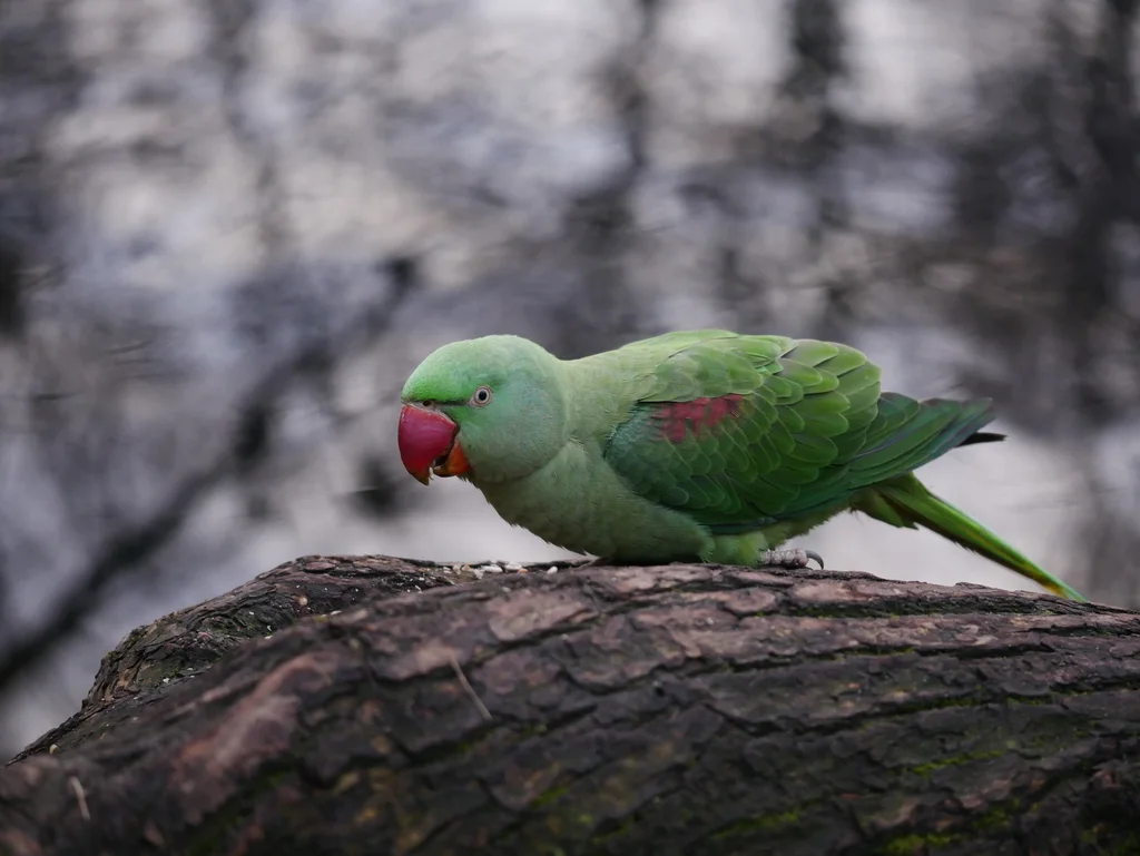 亚历山大鹦鹉(Psittacula eupatria)