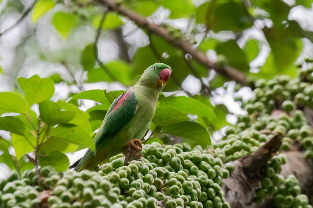 亚历山大鹦鹉(Psittacula eupatria)