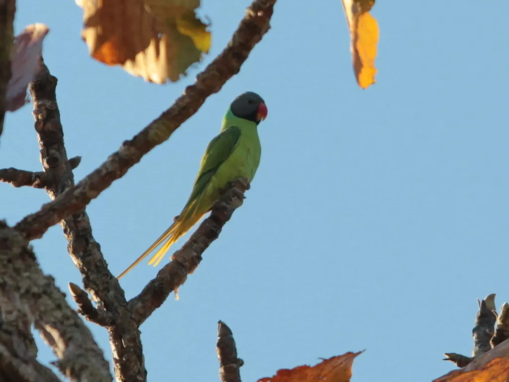 灰头鹦鹉(Psittacula finschii)