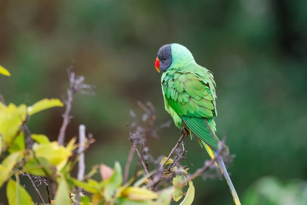 青头鹦鹉(Psittacula himalayana)