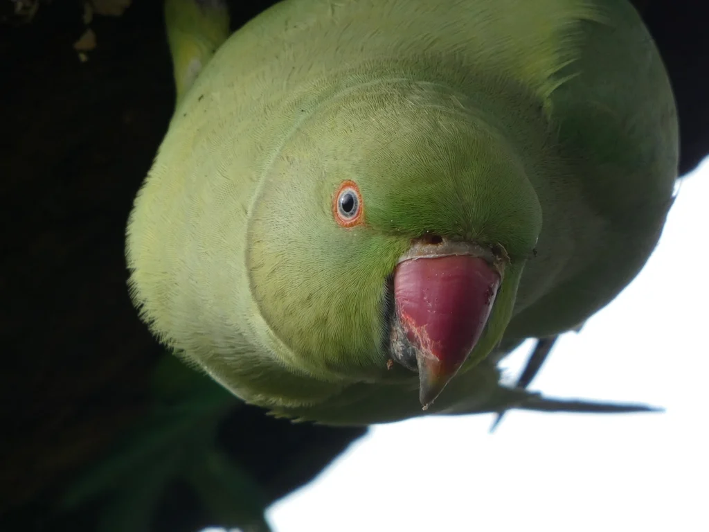 红领绿鹦鹉(Psittacula krameri)