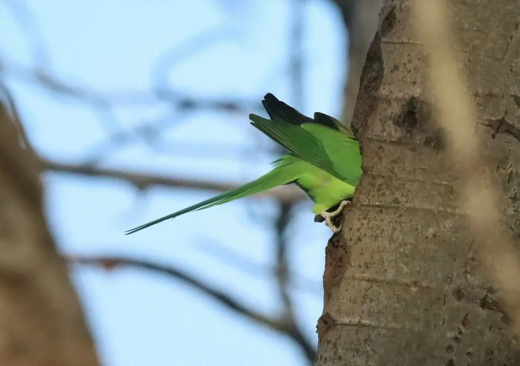 红领绿鹦鹉(Psittacula krameri)