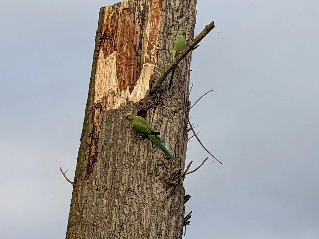 红领绿鹦鹉(Psittacula krameri)