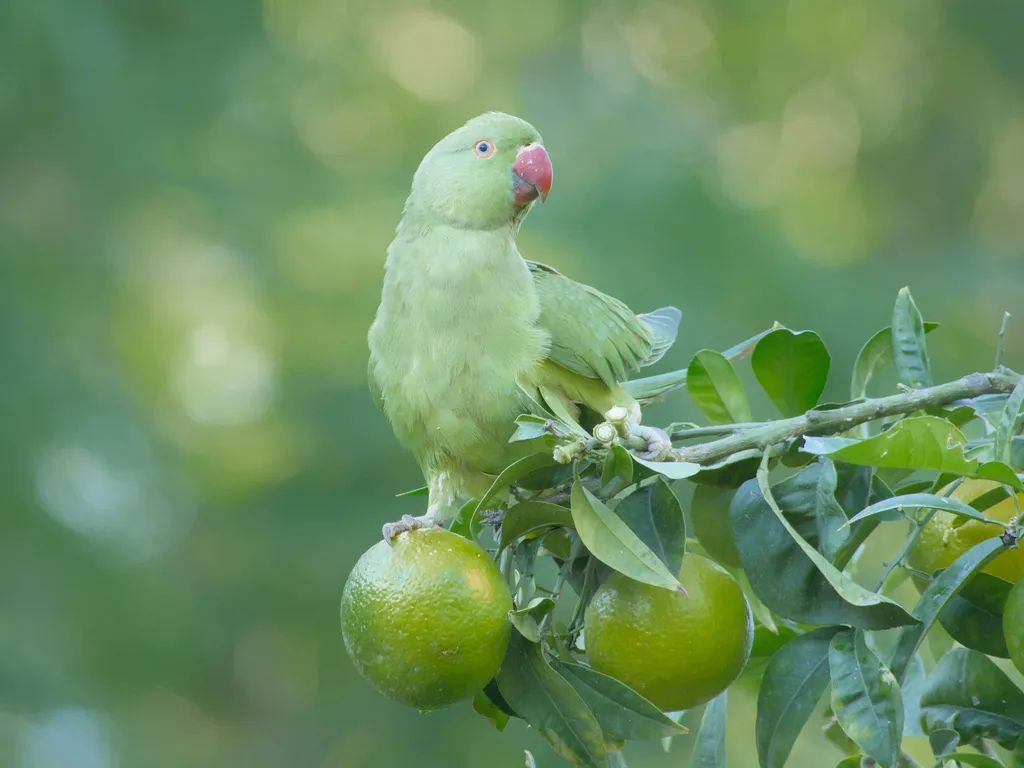红领绿鹦鹉(Psittacula krameri)