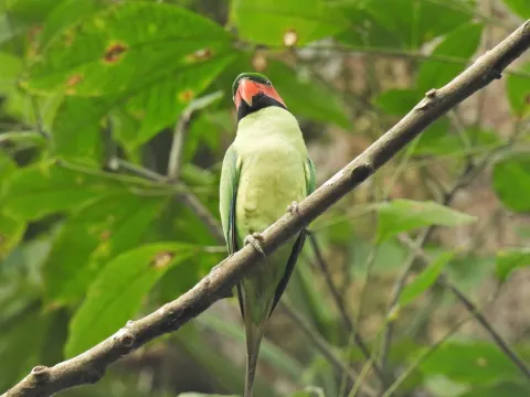 长尾鹦鹉