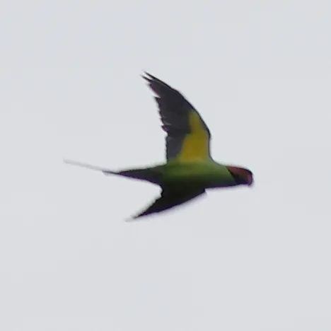 长尾鹦鹉(Psittacula longicauda)