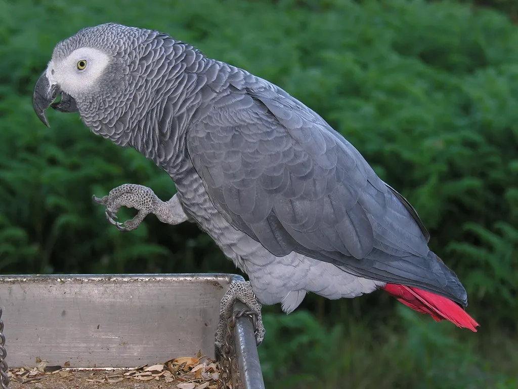 非洲灰鹦鹉(Psittacus erithacus)