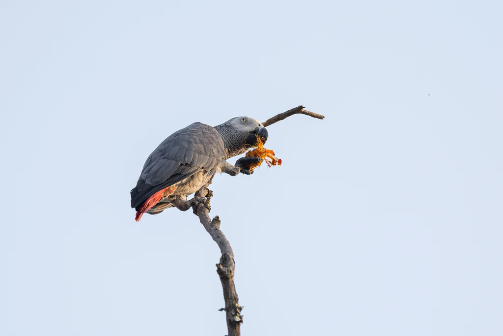 非洲灰鹦鹉(Psittacus erithacus)