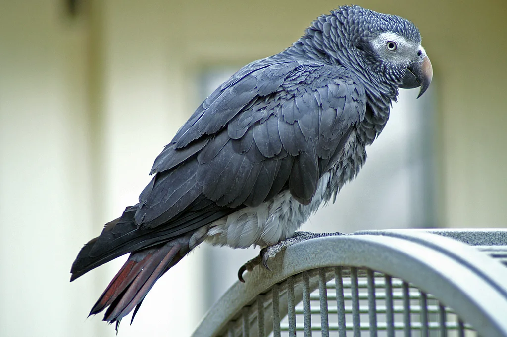 西非灰鹦鹉(Psittacus timneh)