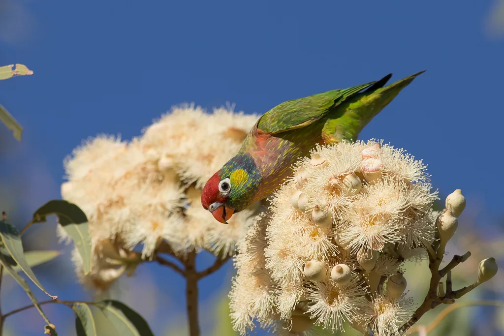 丽色鹦鹉(Psitteuteles versicolor)