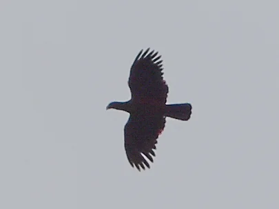 彼氏鹦鹉(Psittrichas fulgidus)