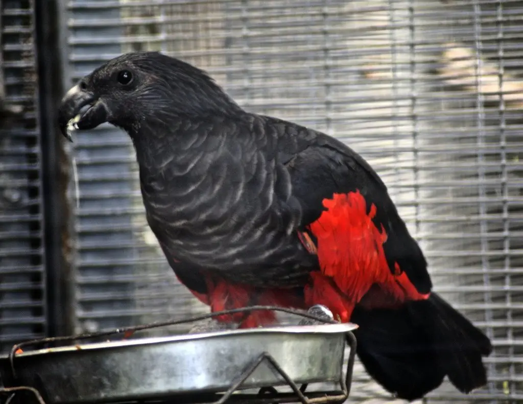 彼氏鹦鹉(Psittrichas fulgidus)