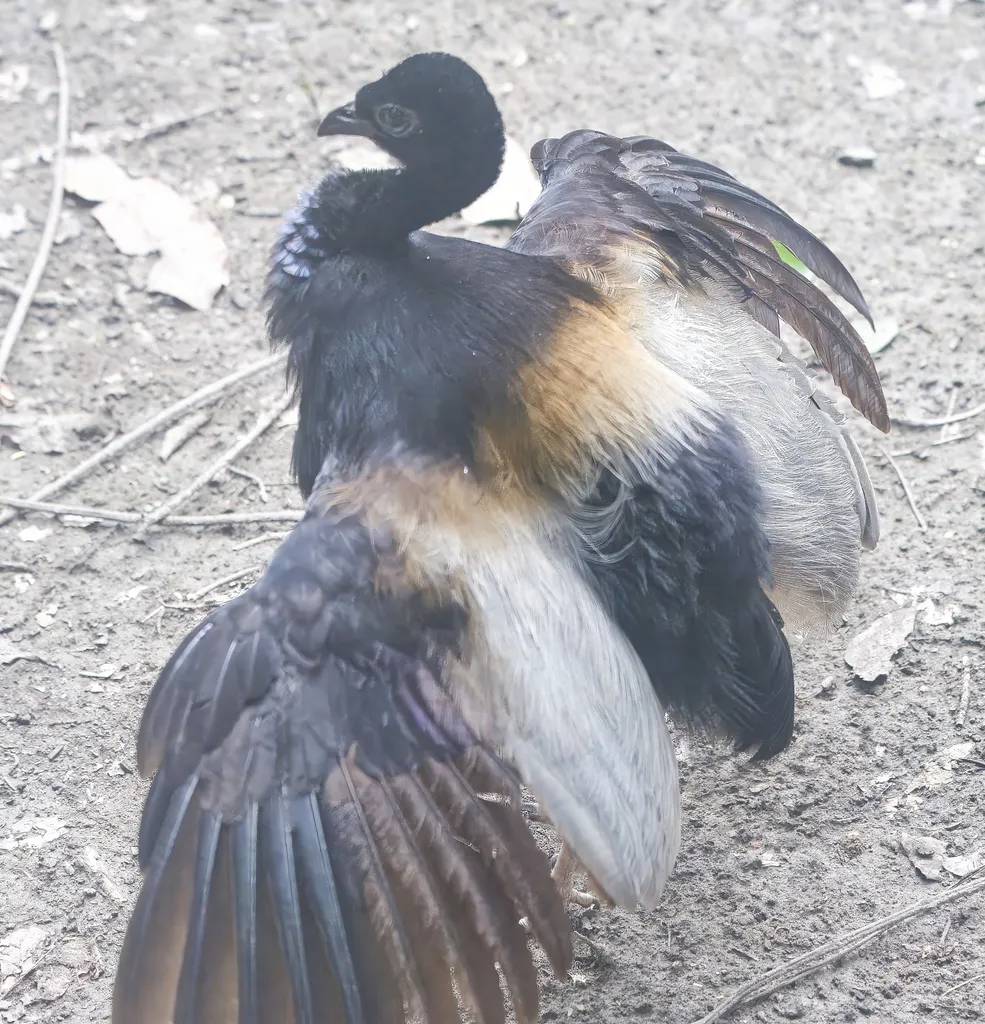 灰翅喇叭声鹤(Psophia crepitans)