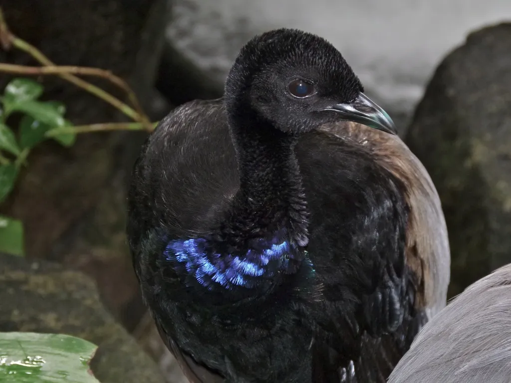 灰翅喇叭声鹤(Psophia crepitans)