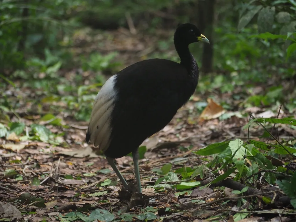白翅喇叭声鹤（Psophia leucoptera）