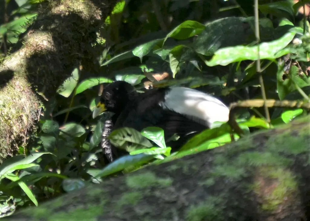 白翅喇叭声鹤（Psophia leucoptera）