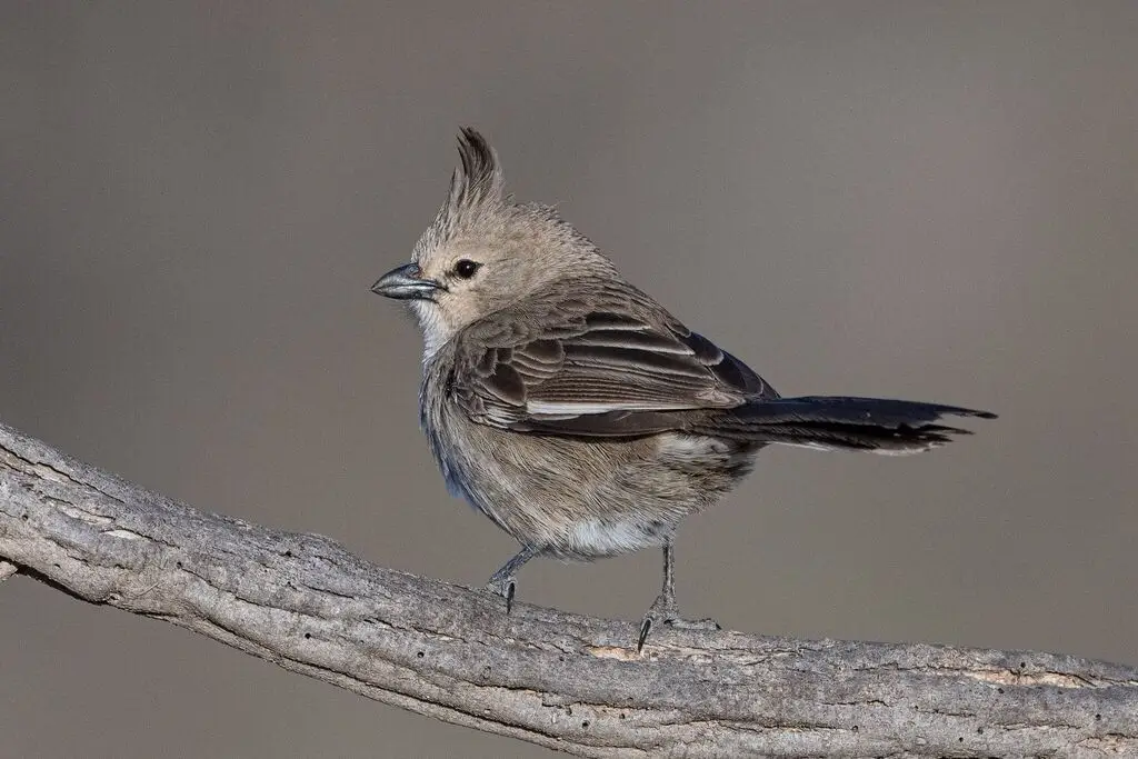 东啸冠鸫(Psophodes cristatus)