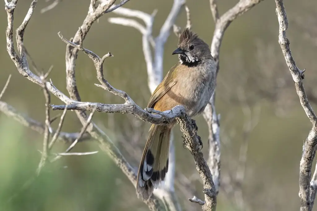 黑喉啸冠鸫(Psophodes nigrogularis)