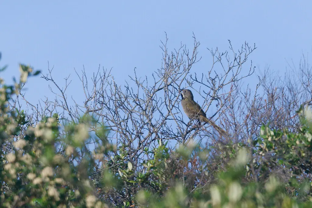 黑喉啸冠鸫(Psophodes nigrogularis)